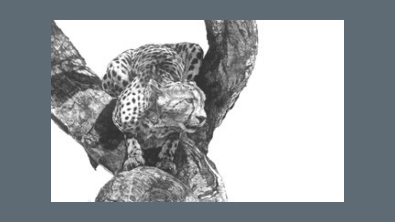 Pencil drawing of leopard in a tree