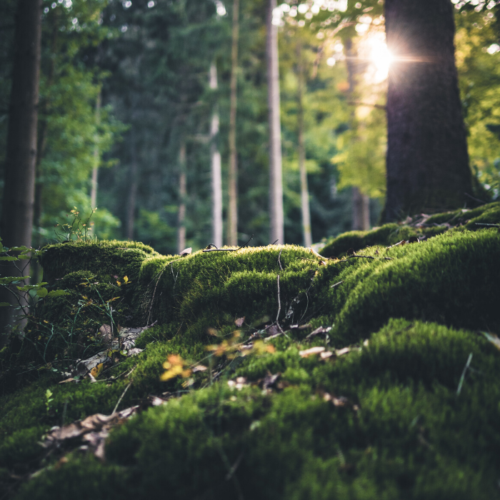 Image of light behind trees in forest